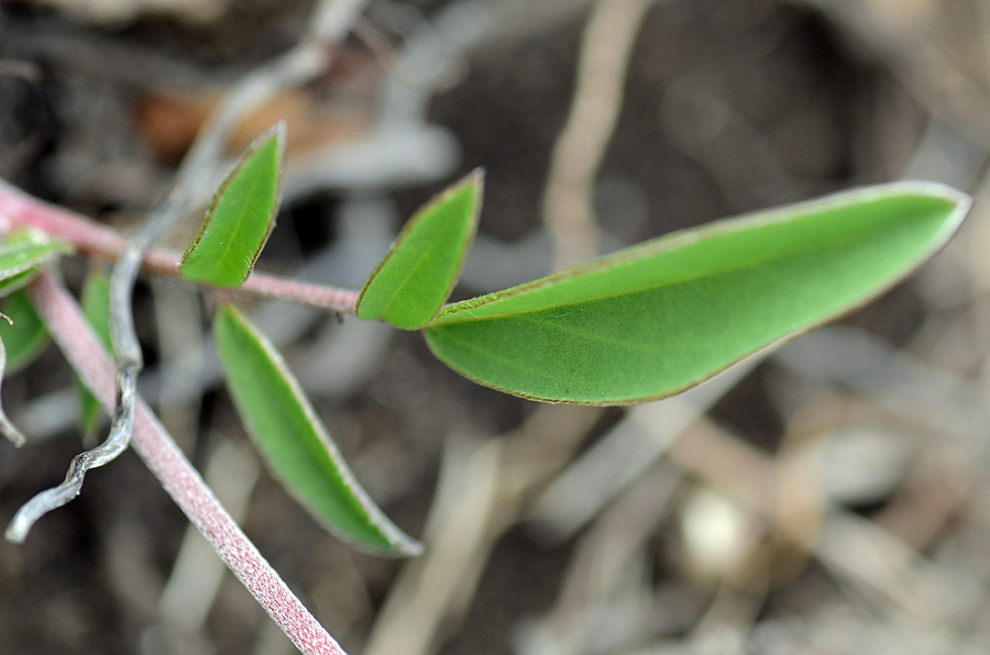 Anthyllis vulneraria / Vulneraria comune